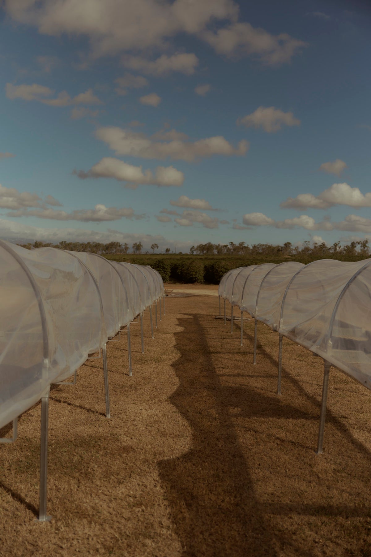 Coffee drying under raised-bed tunnels