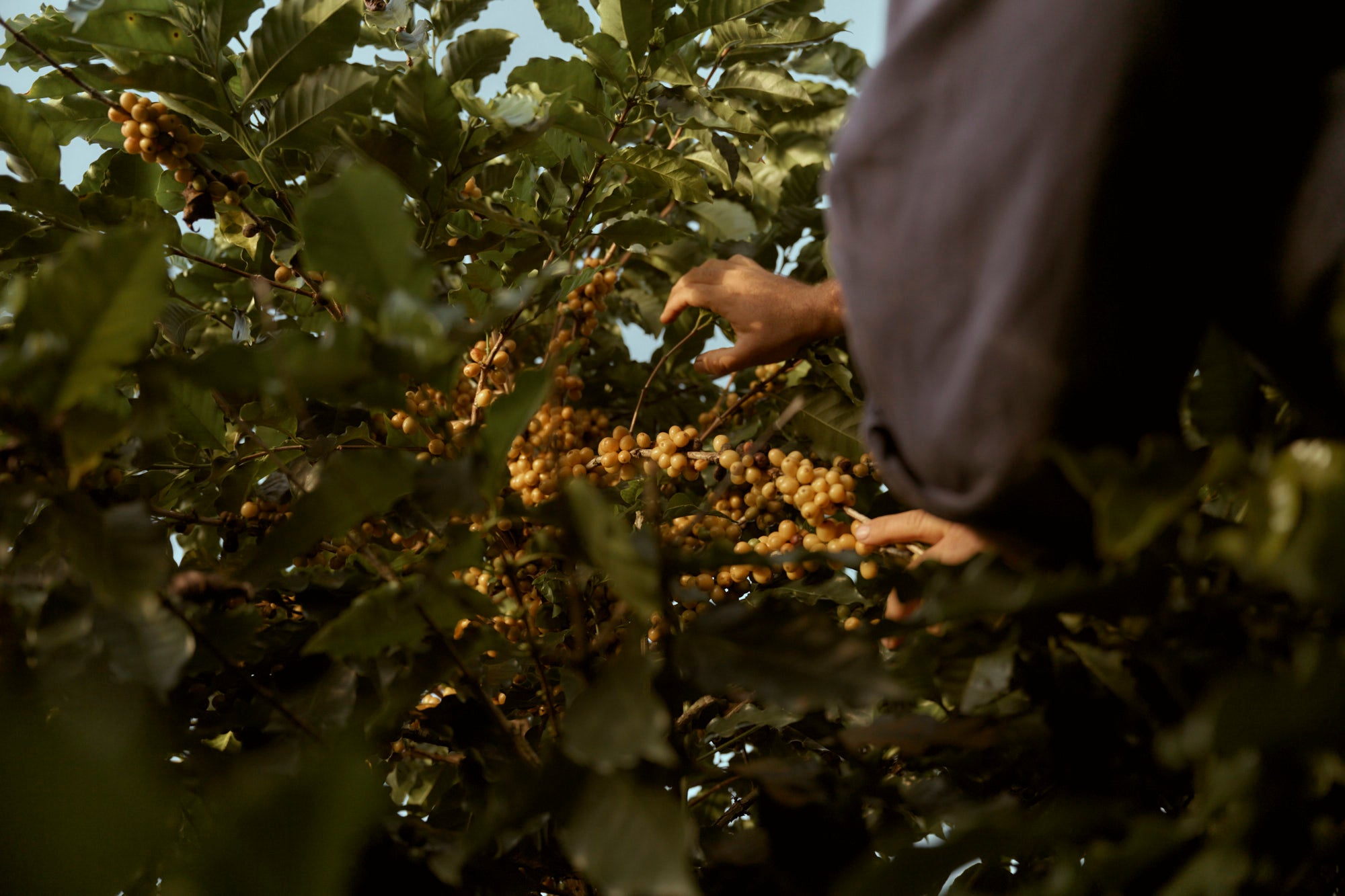 Walk the rows where coffee grows