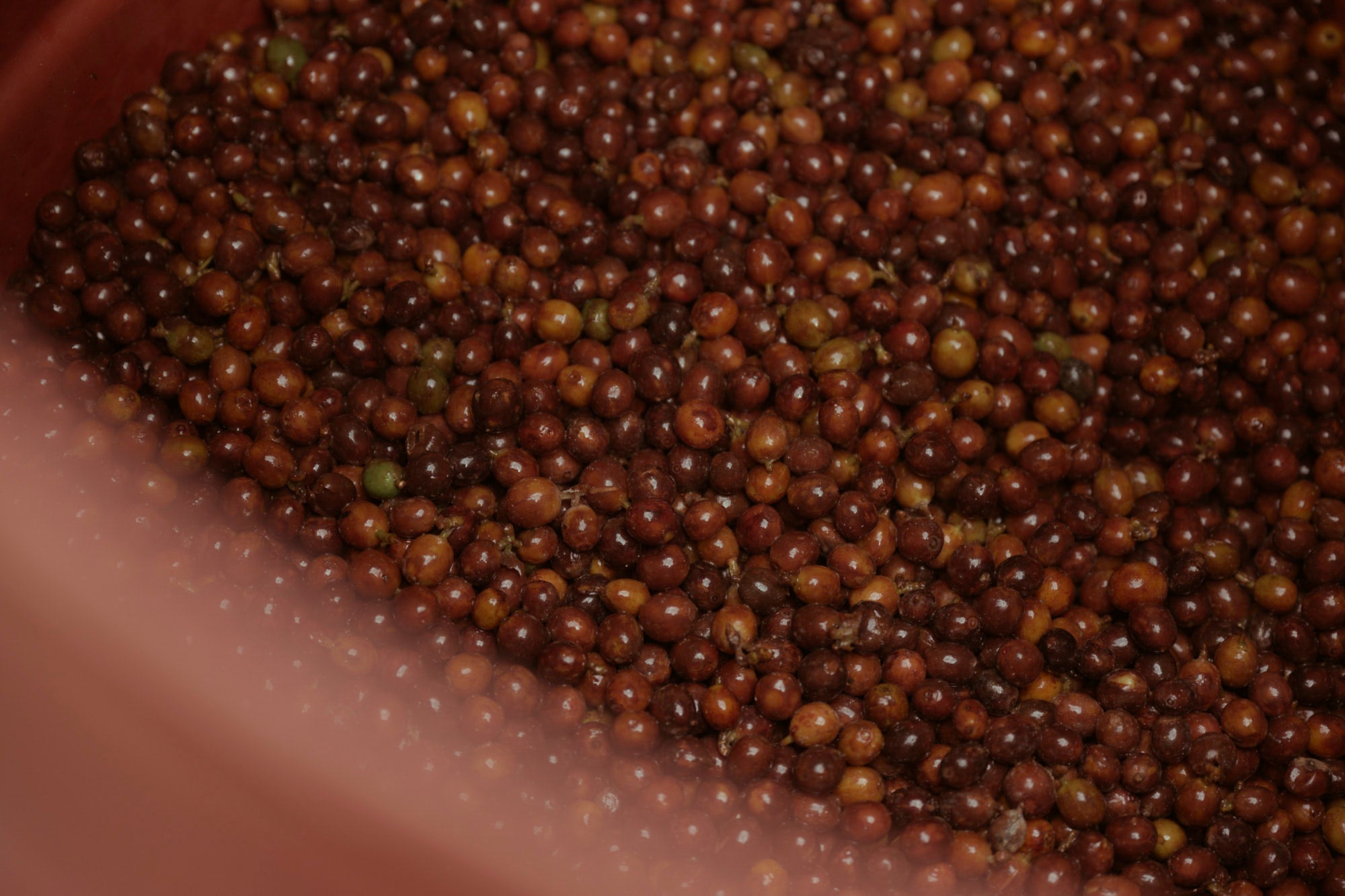 Coffee cherries fermenting in a tub