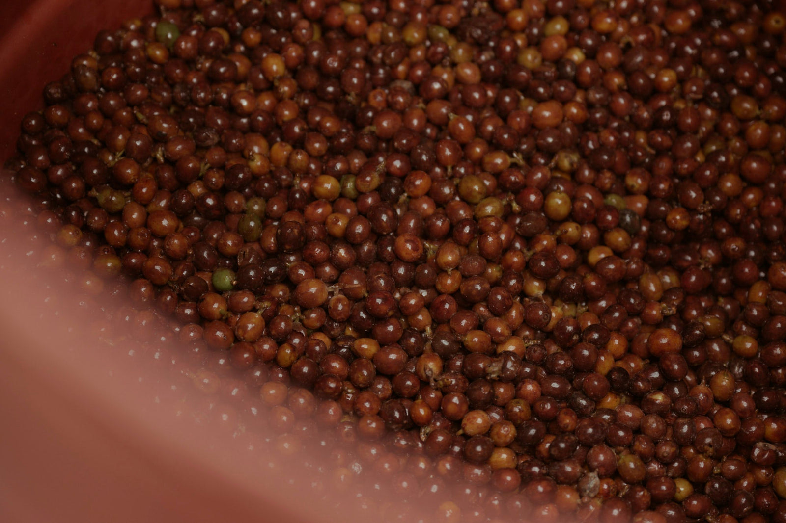 What is coffee fermentation? A guide to flavour, process & origin