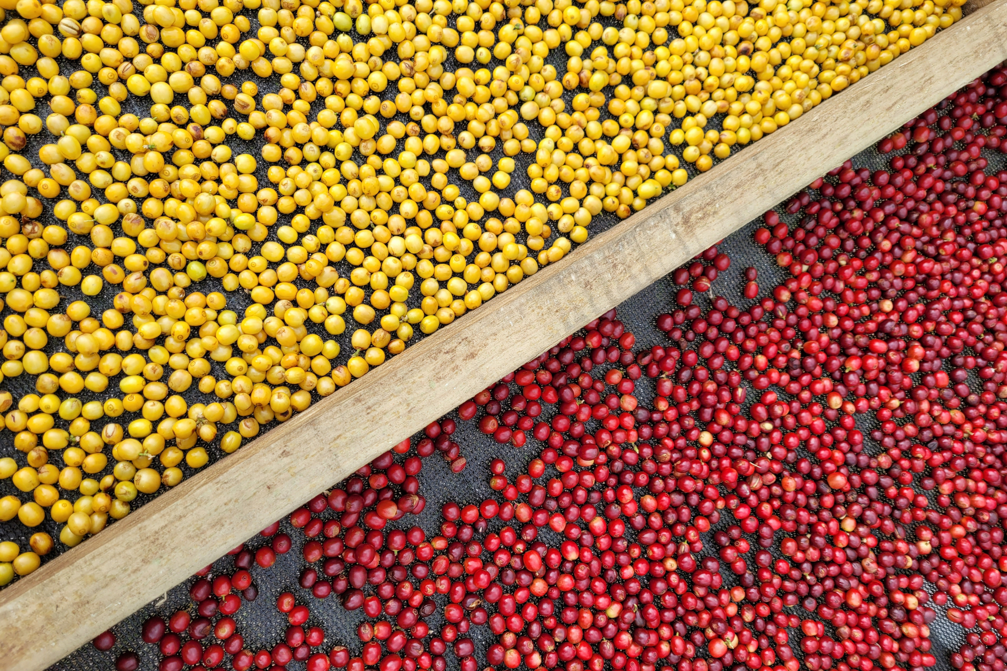 Australian coffee varietals: what we grow, and why it matters