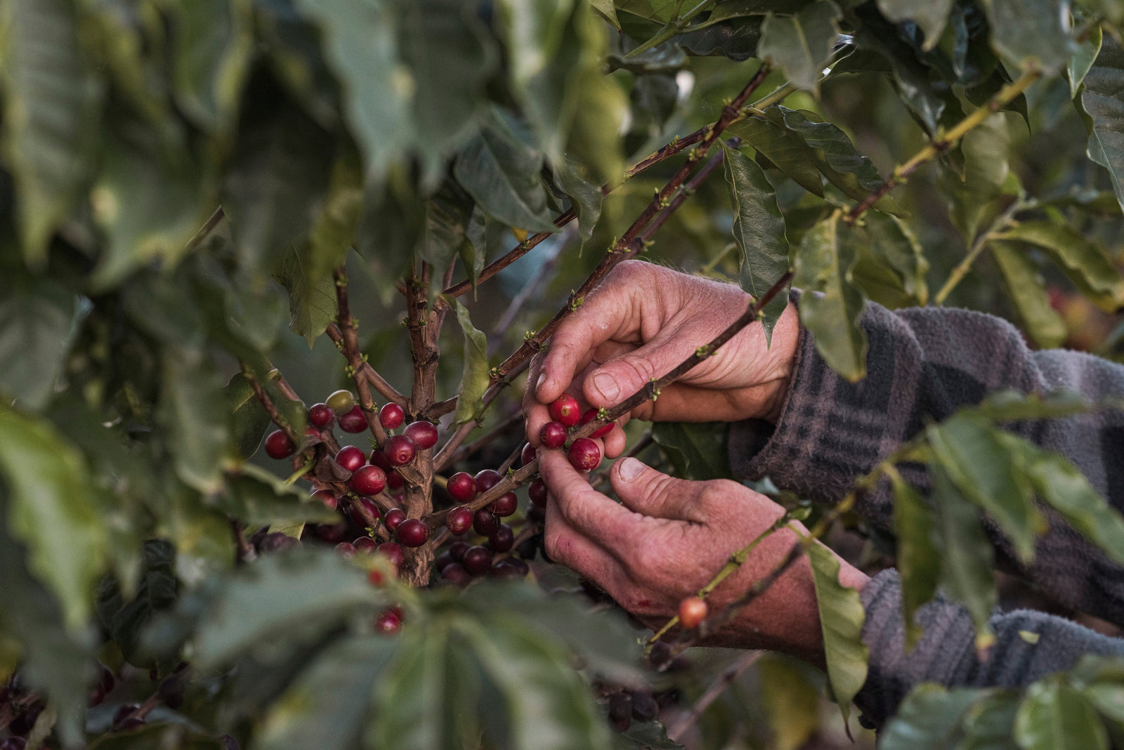 Where to Buy Australian Grown Coffee?