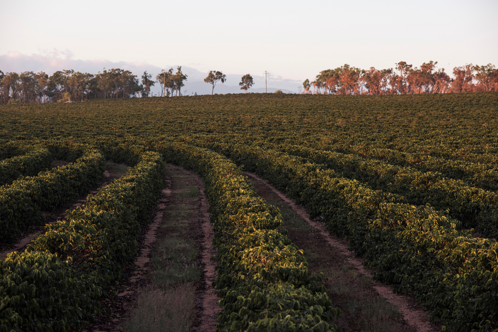 Does Australia Grow Coffee?