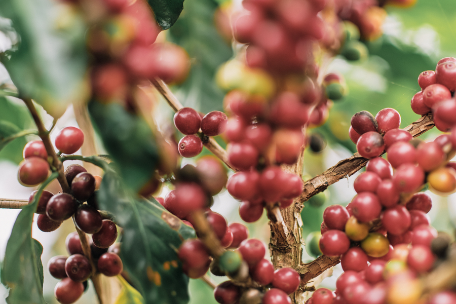 The 2025 Jack Murat harvest: season report