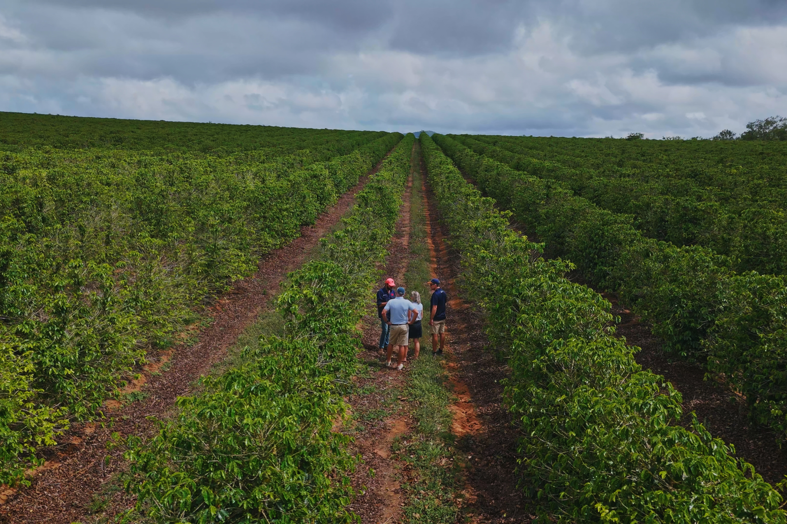 Farm or plantation? Understanding the land behind Australian-grown coffee