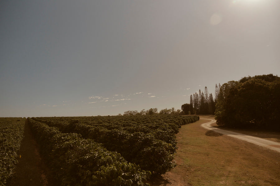 A Jack Murat worker standing in the coffee rows at sunrise