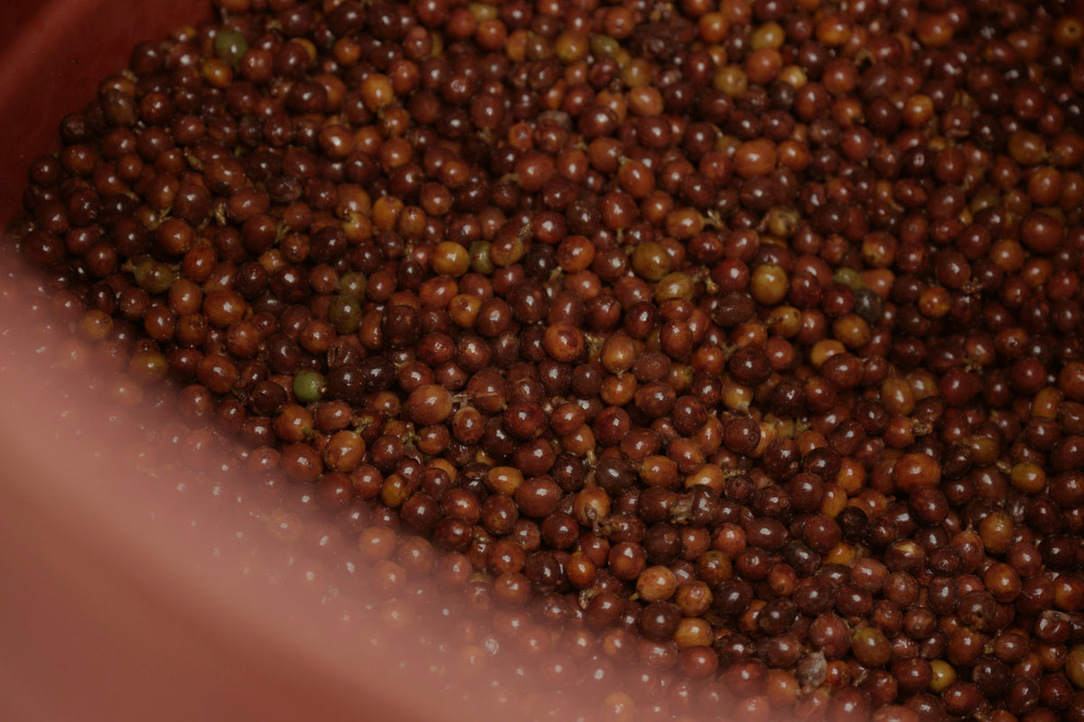 Coffee cherries fermenting in a tub