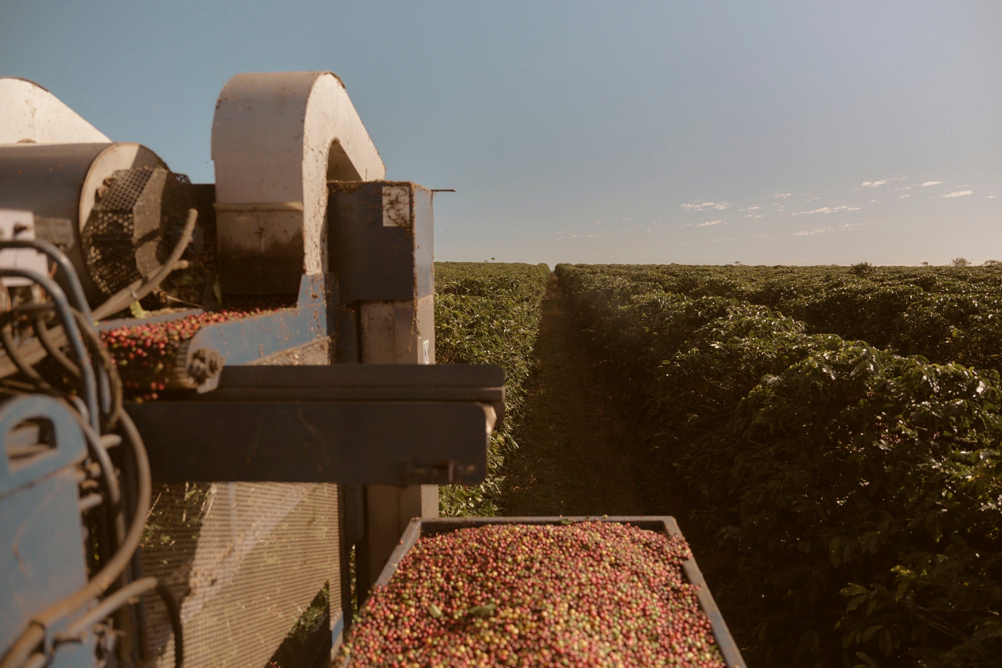 A mechanical harvester collecting coffee cherries in the rows