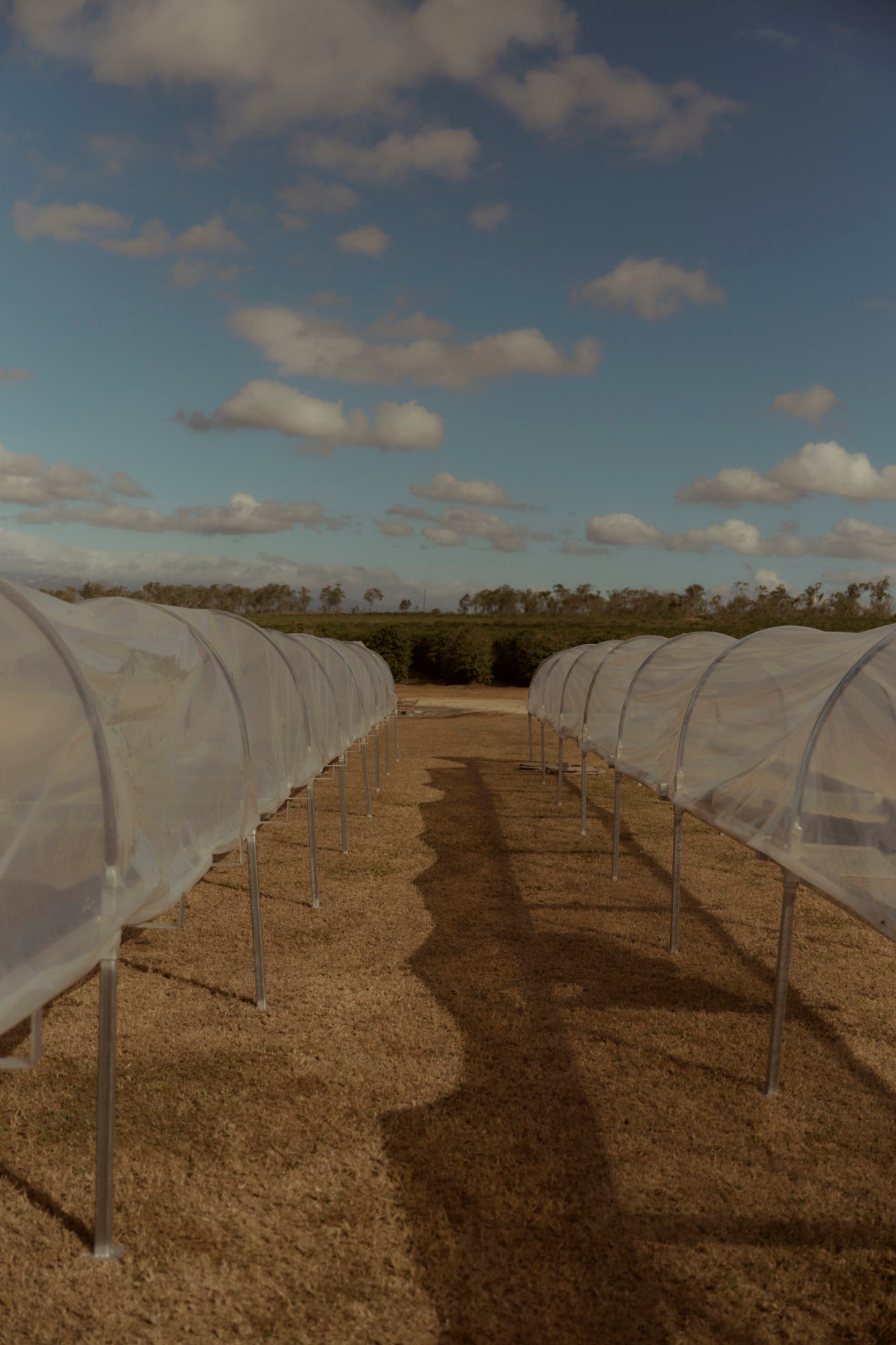 Coffee drying under raised-bed tunnels