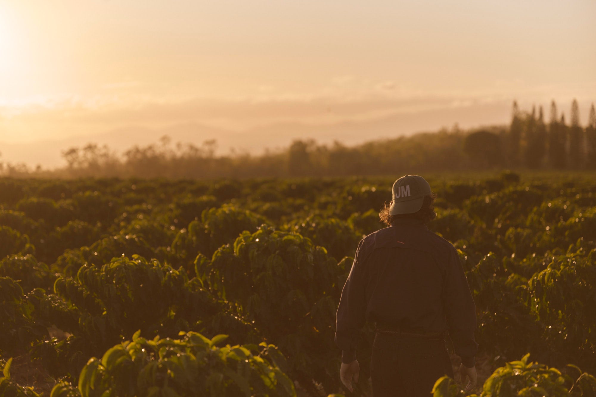 Coffee rows beside a farm road on the Mareeba estate